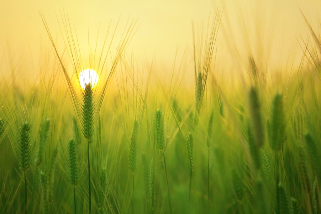 A close up of green grain growing with a yellow sun rising in the background.